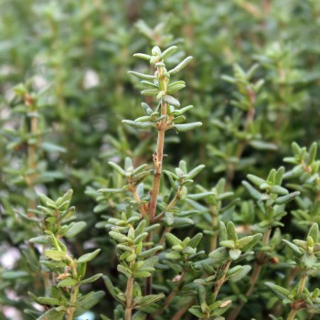 Deutscher Thymian (Pflanze)