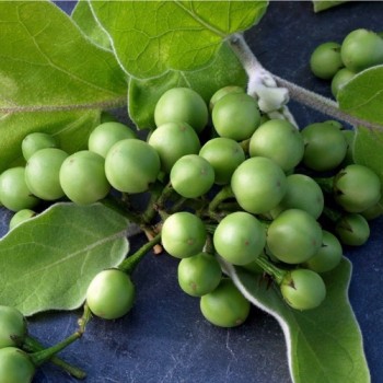 Aubergine Thornless Devil's Fig (Samen)