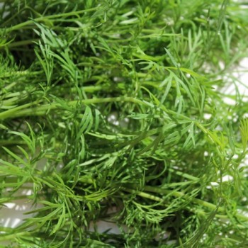 Dill Ambrozja (Samen)