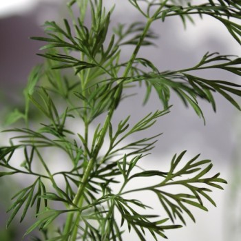 Dill Mammoth (Samen)