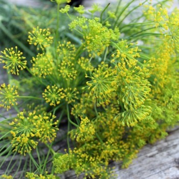 Dill Mammoth (Samen)