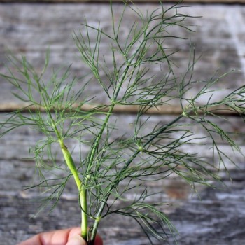 Dill Mammoth (Samen)