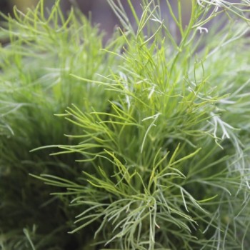 Dill Mammoth (Samen)