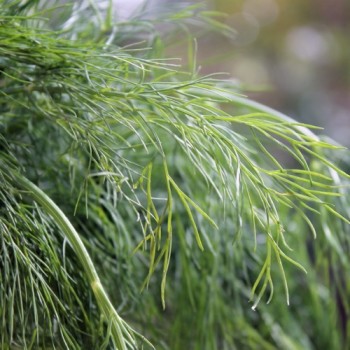 Dill Mammoth (Samen)