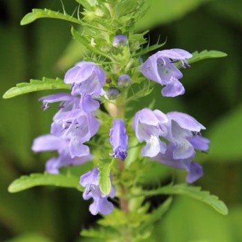 Drachenkopf blau