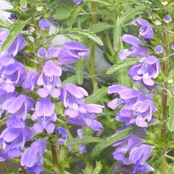 Drachenkopf blau (Samen)