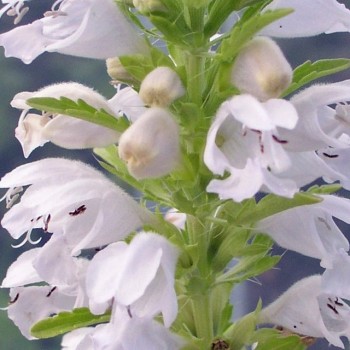 Drachenkopf weiß (Samen)