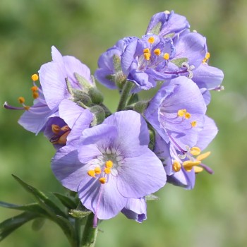 Duft-Jakobsleiter blau (Samen)