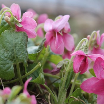 Duftveilchen Rosine