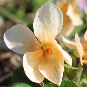 Duftveilchen Sulfurea (Pflanze)