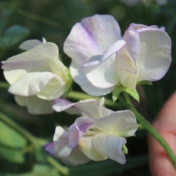 Duftwicke High Scent (Samen)