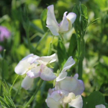 Duftwicke High Scent (Samen)