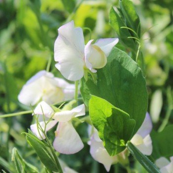 Duftwicke High Scent (Samen)