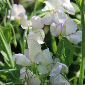 Duftwicke High Scent (Samen)