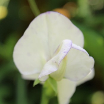 Duftwicke High Scent (Samen)