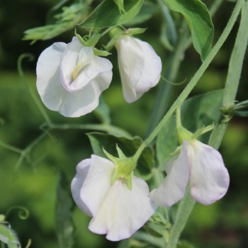 Duftwicke High Scent (Samen)