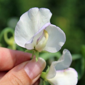 Duftwicke High Scent (Samen)