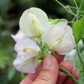 Duftwicke High Scent (Samen)