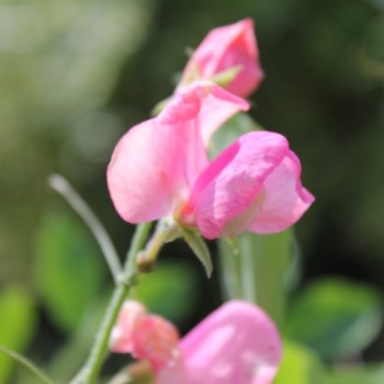 Duftwicke Mammoth Deep Rose (Samen)