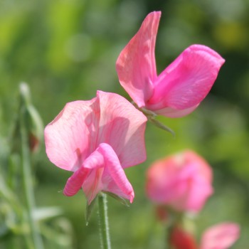 Duftwicke Mammoth Deep Rose (Samen)