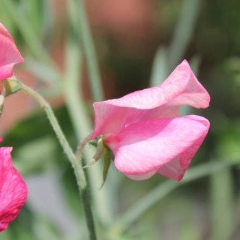 Duftwicke Mammoth Deep Rose (Samen)