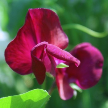 Duftwicke Royal Family Maroon (Samen)