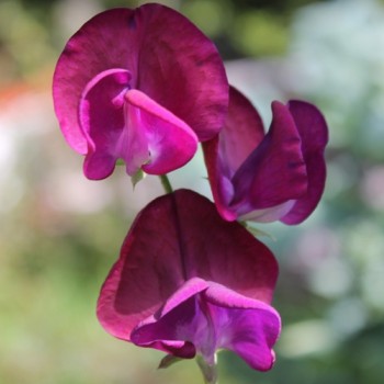 Duftwicke Royal Family Maroon (Samen)