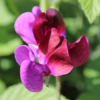 Duftwicke Royal Family Maroon (Samen)