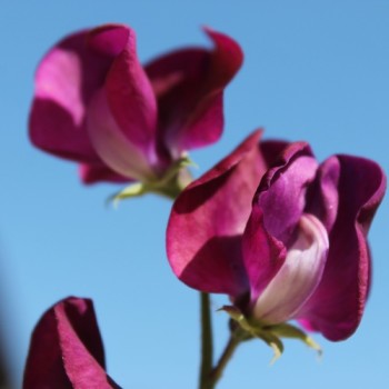 Duftwicke Royal Family Maroon (Samen)