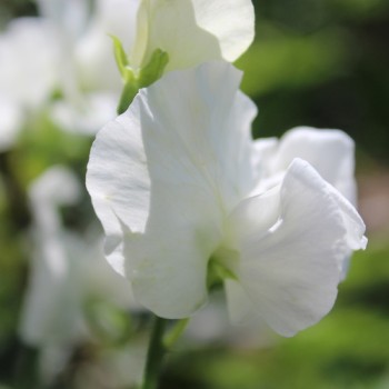 Duftwicke White Ensign (Samen)