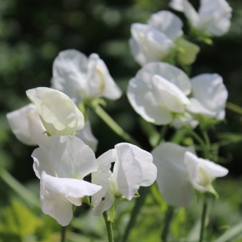 Duftwicke White Ensign (Samen)