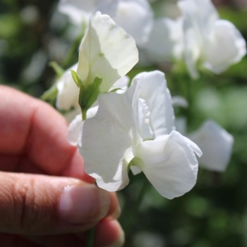 Duftwicke White Ensign (Samen)