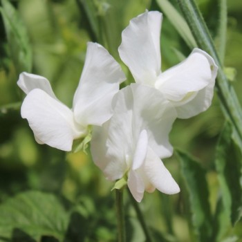 Duftwicke White Ensign (Samen)