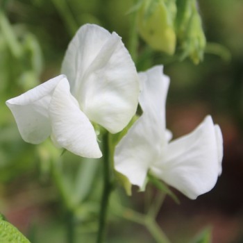 Duftwicke White Ensign (Samen)