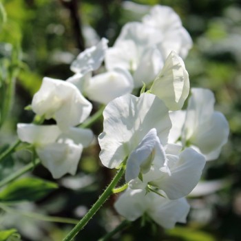 Duftwicke White Ensign (Samen)
