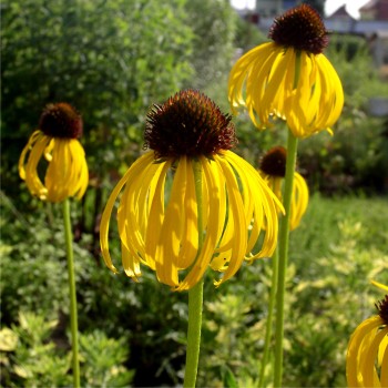 Echinacea gelb (Samen)