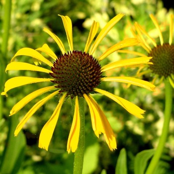 Echinacea gelb (Samen)