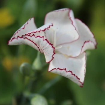 Edelnelke Raspberry Ripple (Samen)