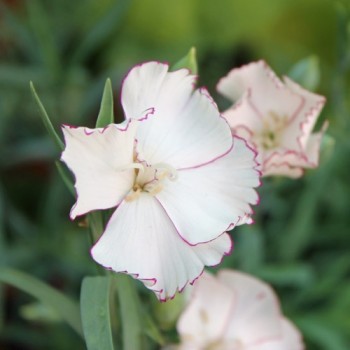 Edelnelke Raspberry Ripple (Samen)