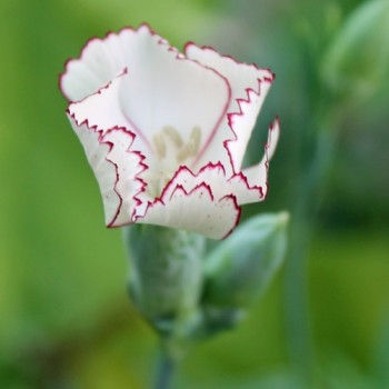 Edelnelke Raspberry Ripple (Samen)