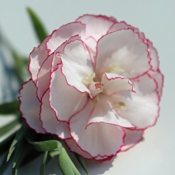 Edelnelke Raspberry Ripple (Samen)