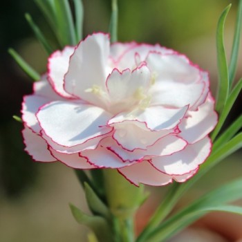 Edelnelke Raspberry Ripple (Samen)