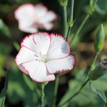 Edelnelke Raspberry Ripple (Samen)