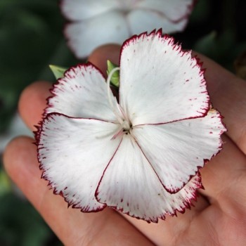 Edelnelke Raspberry Ripple (Samen)