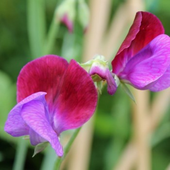 Duftwicke Matucana (Samen)