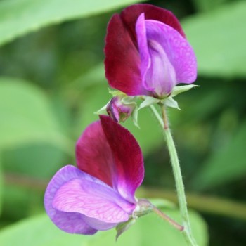 Duftwicke Matucana (Samen)
