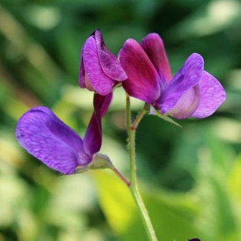 Duftwicke Matucana (Samen)