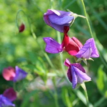 Duftwicke Matucana (Samen)