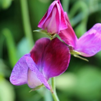 Duftwicke Matucana (Samen)