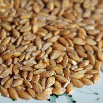 Einkorn (Samen)